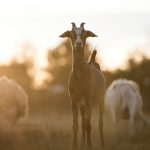 Ethical wool and animal-free leathers trend upward