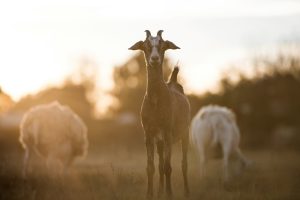 Ethical wool and animal-free leathers trend upward