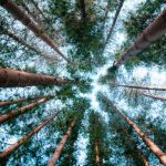 Environmental education initiatives shaping global citizen awareness