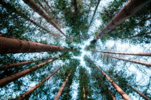 Environmental education initiatives shaping global citizen awareness