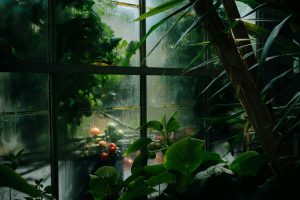 Gadgets For Tracking Indoor Plant Health Easily
